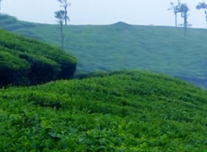 Idukki Hills – Kerala